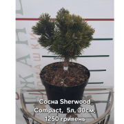 Сосна Pinus mugo 'Sherwood Compact'